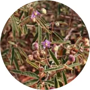 Australian desert raisin