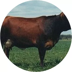 Australian Friesian Sahiwal