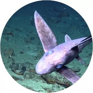 Australian ghostshark