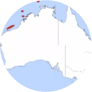 Australian grey smooth-hound - Sharks