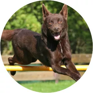 Australian Kelpie