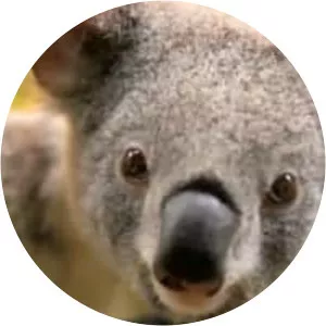 Australian Koala Foundation