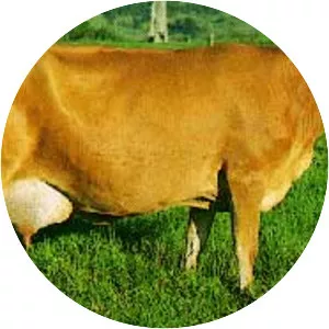 Australian Milking Zebu