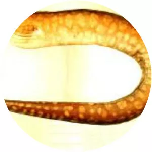 Australian mottled moray