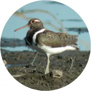 Australian painted-snipe