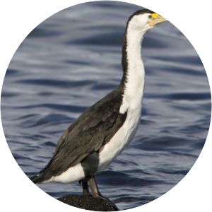 Australian pied cormorant - Birds