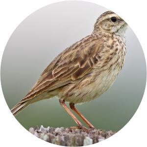 Australian pipit