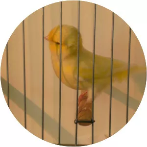 Australian plainhead