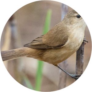 Australian reed warbler
