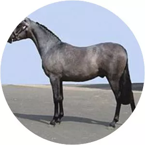 Australian Riding Pony