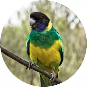 Australian ringneck