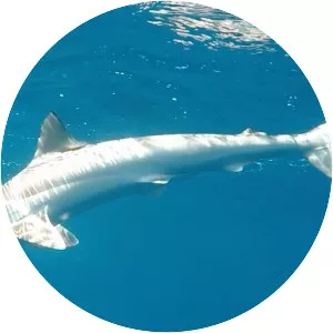 Australian sharpnose shark