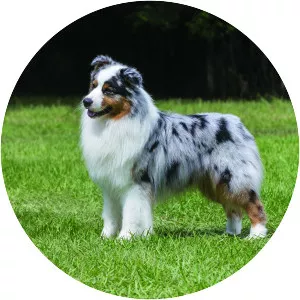 Australian Shepherd - Dog breed
