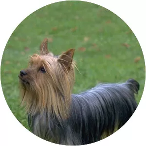 Australian Silky Terrier