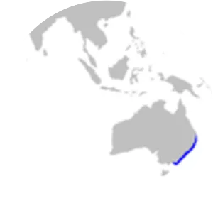 Australian spotted catshark - Fish