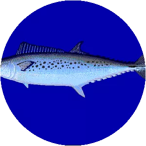Australian spotted mackerel