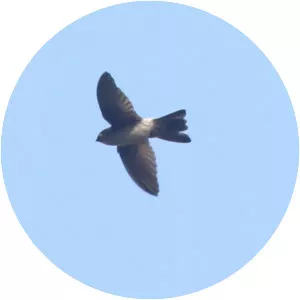Australian swiftlet - Bird