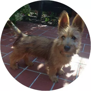 Australian Terrier - Dog breed