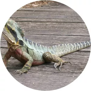 Australian water dragon
