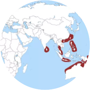 Australian weasel shark - 