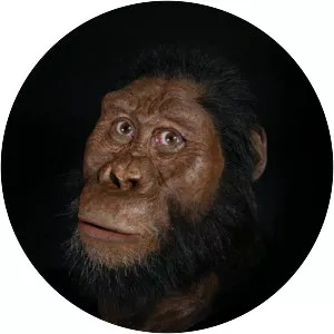 Australopithecine