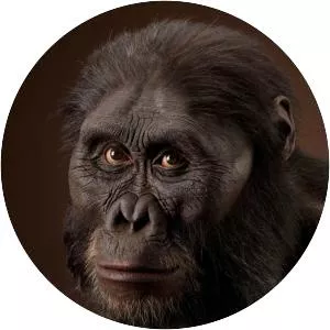 Australopithecus afarensis