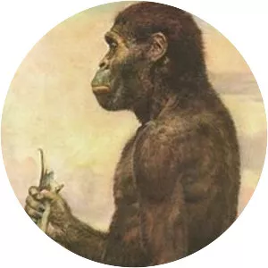 Australopithecus africanus