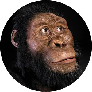Australopithecus anamensis
