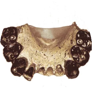 Australopithecus bahrelghazali - Primate