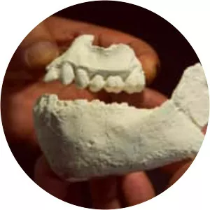 Australopithecus deyiremeda - Primate