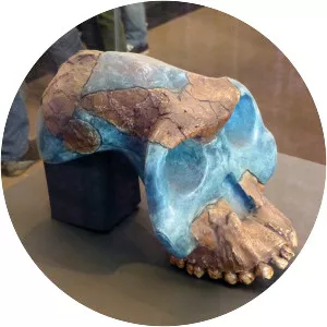 Australopithecus garhi - Primate