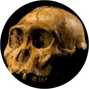 Australopithecus sediba - Primate