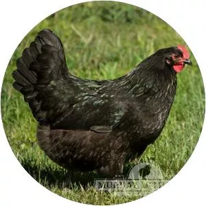 Australorp - Chicken breed