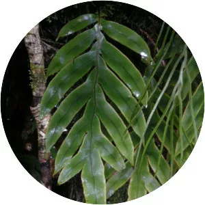 Austroblechnum colensoi