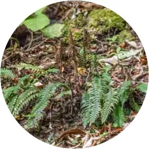 Austroblechnum lanceolatum