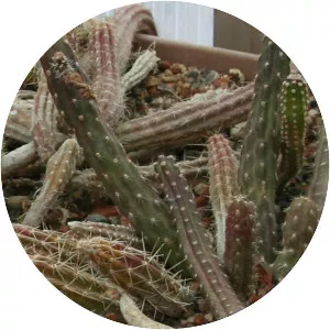 Austrocactus spiniflorus - 