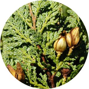 Austrocedrus chilensis photograph