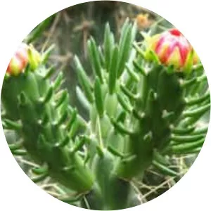 Austrocylindropuntia - Plants