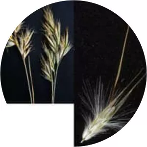 Austrodanthonia caespitosa