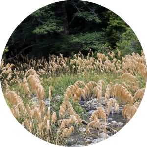 Austroderia fulvida - 