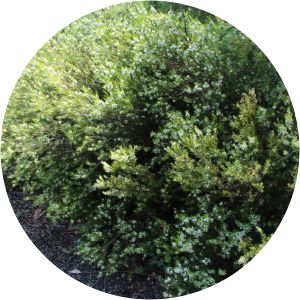 Austromyrtus tenuifolia - 