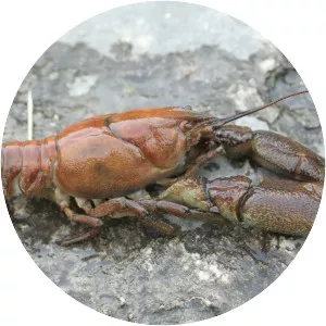 Austropotamobius pallipes