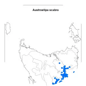 Austrostipa scabra - 