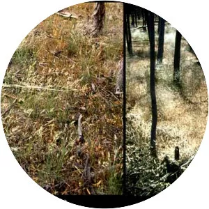 Austrostipa semibarbata - 