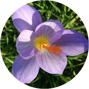 Autumn crocus - Plants