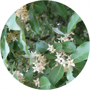 Autumn olive - Plants