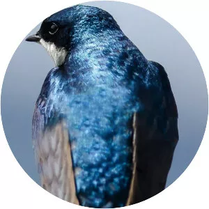 Autumnwatch New England