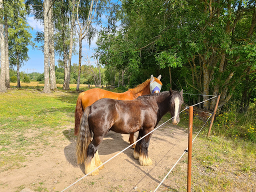 Avesta Ridklubb - Horse riding school in Avesta, Sweden