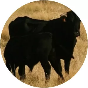 Avileña-Black Iberian