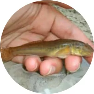 Awaous melanocephalus